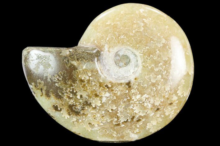 Polished, Agatized Ammonite (Cleoniceras) - Madagascar #119088